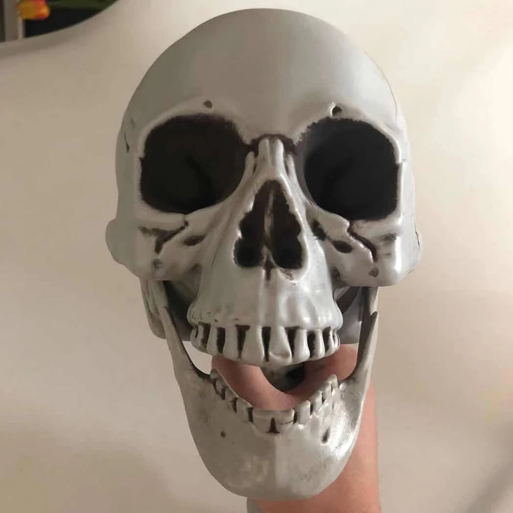 Halloween Posable Skeleton β Full-Size Realistic Body Bones with Movable Joints | Spooky Cove