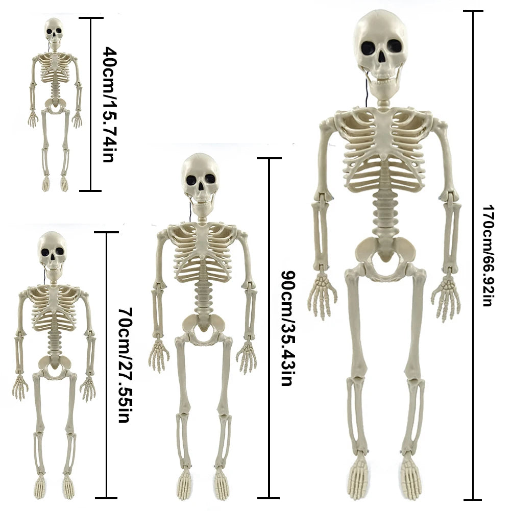 Halloween Posable Skeleton β Full-Size Realistic Body Bones with Movable Joints | Spooky Cove