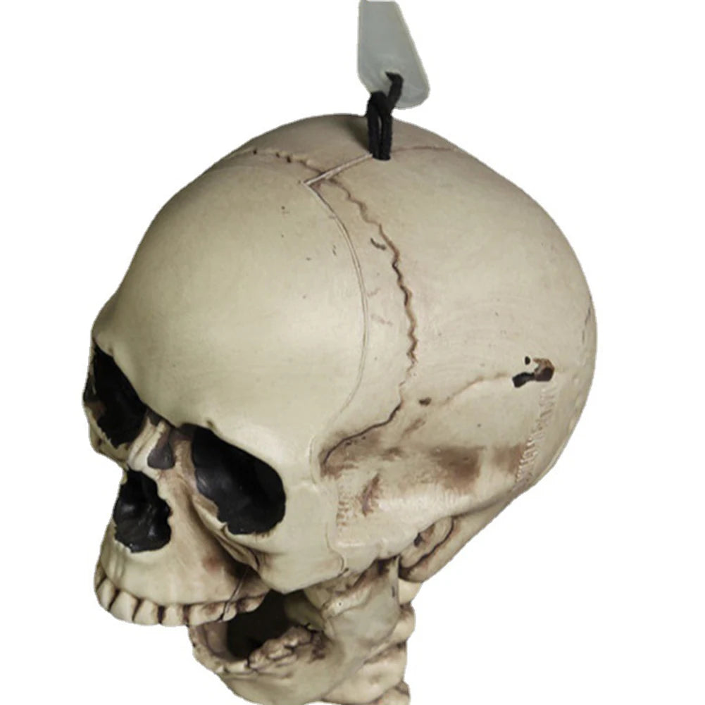 Halloween Posable Skeleton β Full-Size Realistic Body Bones with Movable Joints | Spooky Cove