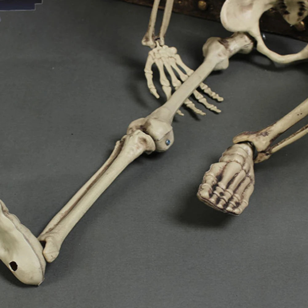 Halloween Posable Skeleton β Full-Size Realistic Body Bones with Movable Joints | Spooky Cove