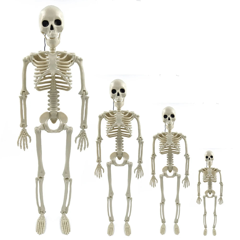 Halloween Posable Skeleton – Full-Size Realistic Body Bones with Movable Joints | Spooky Cove