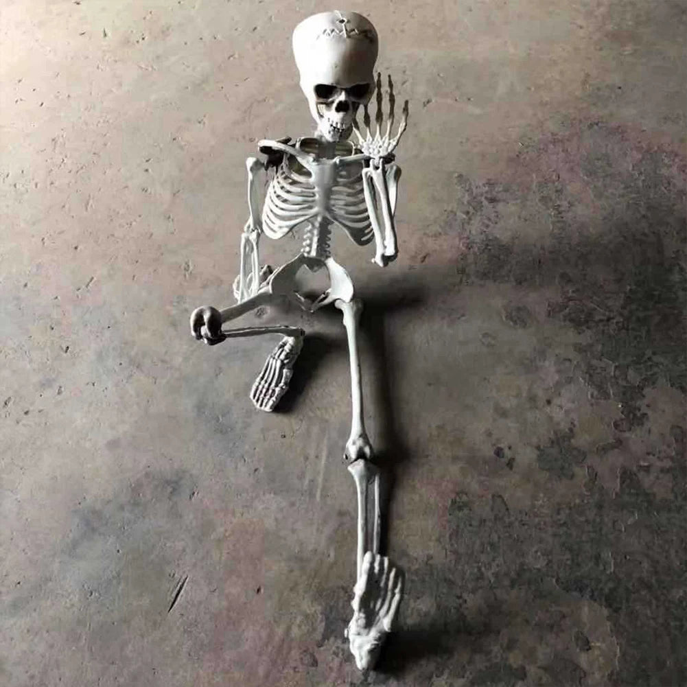 Halloween Posable Skeleton – Full-Size Realistic Body Bones with Movable Joints | Spooky Cove
