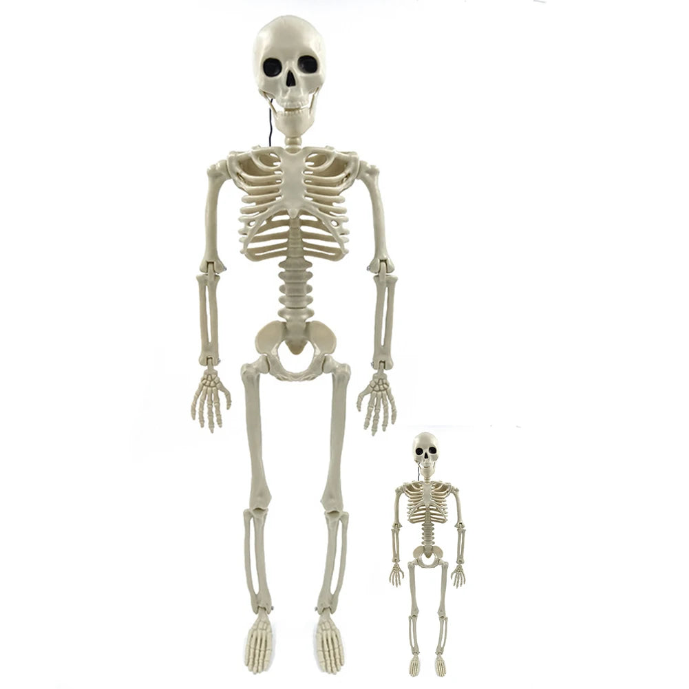 Halloween Posable Skeleton – Full-Size Realistic Body Bones with Movable Joints | Spooky Cove