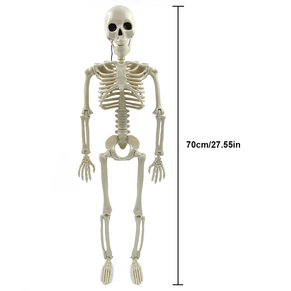 Halloween Posable Skeleton – Full-Size Realistic Body Bones with Movable Joints | Spooky Cove