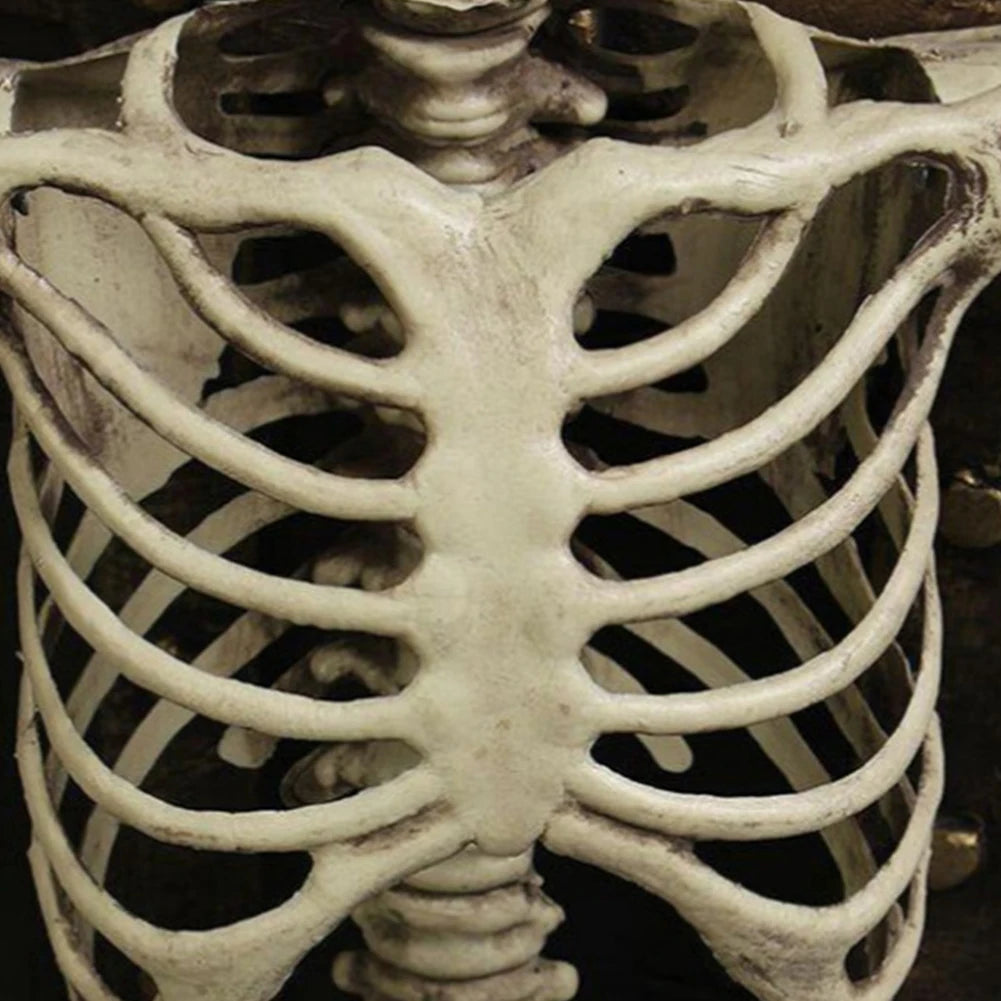 Halloween Posable Skeleton – Full-Size Realistic Body Bones with Movable Joints | Spooky Cove