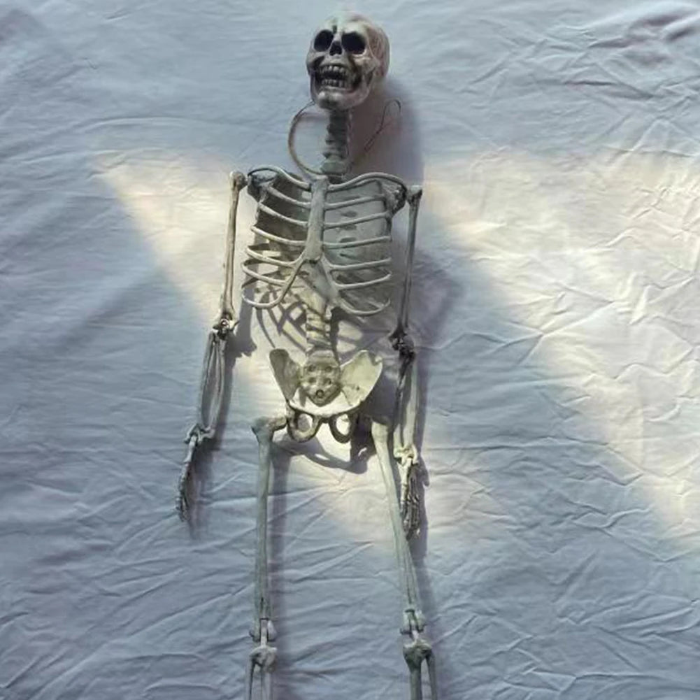 Halloween Posable Skeleton – Full-Size Realistic Body Bones with Movable Joints | Spooky Cove