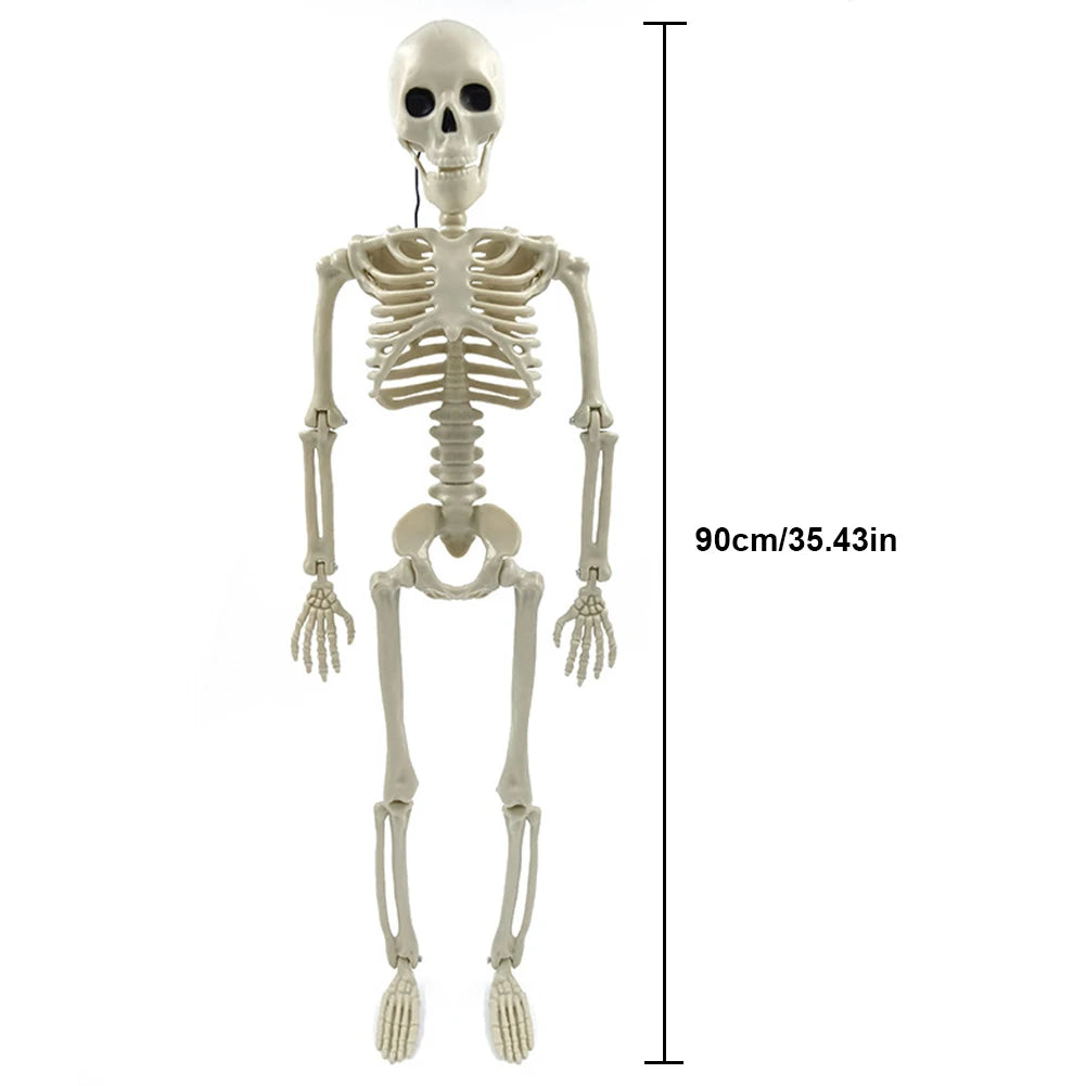 Halloween Posable Skeleton – Full-Size Realistic Body Bones with Movable Joints | Spooky Cove
